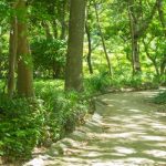 【トレイルランニングへの挑戦】基礎知識とトレラン初心者の始め方ガイド